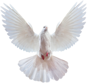 White Dove Cutout